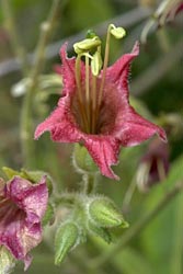 nicotiana tomentosa thumbnail graphic